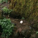Incubators - Single bird egg in ground nest