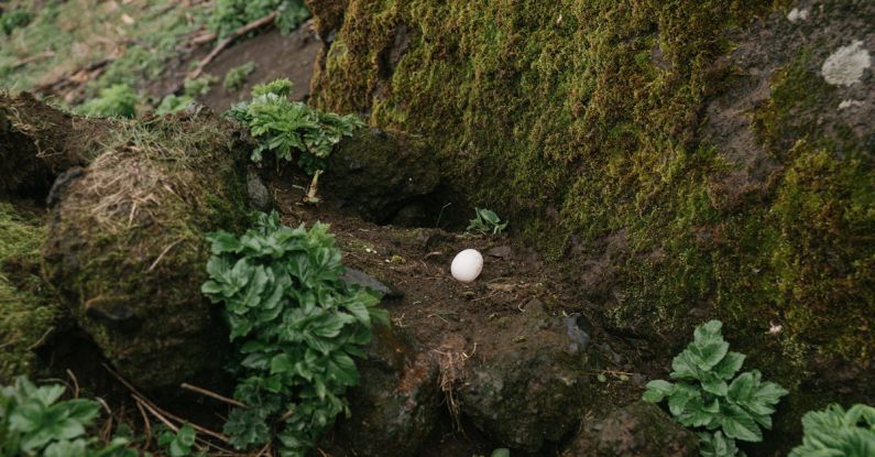 Incubators - Single bird egg in ground nest