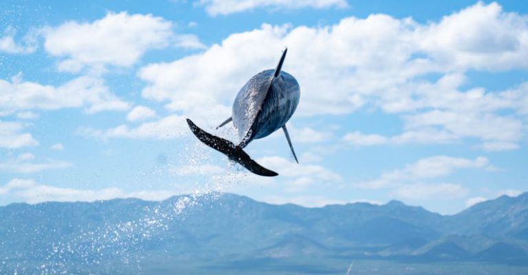 Cloud AI - Flying dolphin in Baja