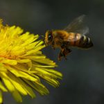 APIs - Honey Bee on Yellow Flower in Close-up Photography