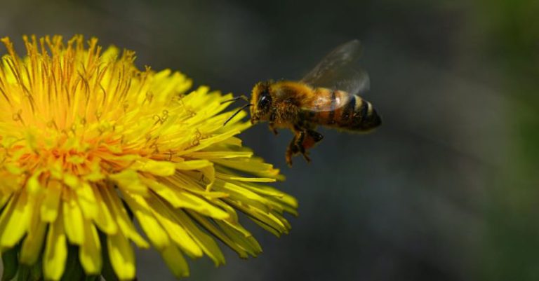 APIs - Honey Bee on Yellow Flower in Close-up Photography